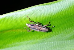 Sphenocorynes kosempoensis