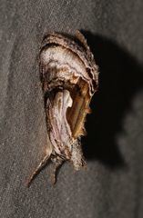 Chrysanympha formosa