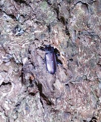 Catapiestus subrufescens