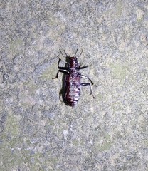 Catapiestus subrufescens