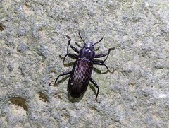 Catapiestus subrufescens