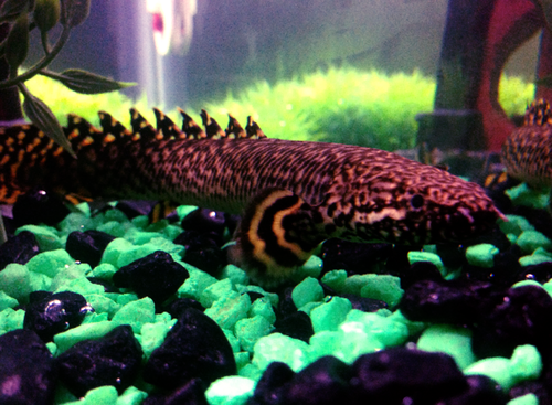 Ornate Bichir