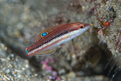 Slippery Dick