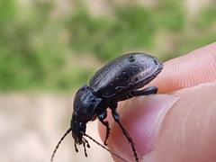 Carabus nemoralis