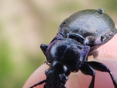 Carabus nemoralis