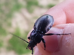 Carabus nemoralis