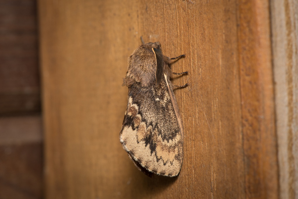 Dendrolimus taiwana