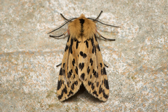 Eospilarctia neurographa