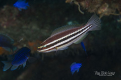 Striped Parrotfish photo 2