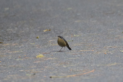 Tarsiger indicus formosanus