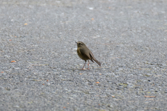 Tarsiger johnstoniae