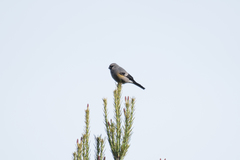 Pyrrhula owstoni