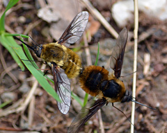 Bombylius mexicanus