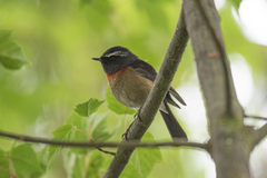 Tarsiger johnstoniae