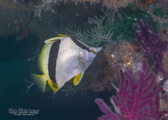 Bank Butterflyfish photo 2