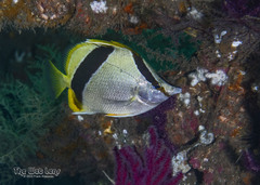 Bank Butterflyfish photo 1