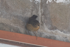 Tarsiger johnstoniae