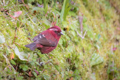 Carpodacus formosanus
