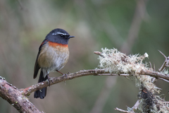 Tarsiger johnstoniae