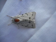 Acronicta