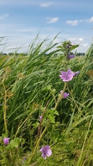 Malva sylvestris
