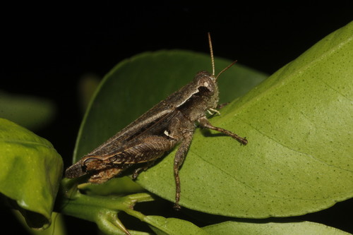 Aztec Spur-throated Grasshopper
