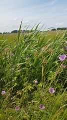 Malva sylvestris