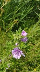 Malva sylvestris