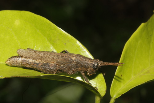 (Vilerna pygmaea)