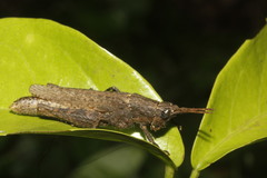 Vilerna pygmaea