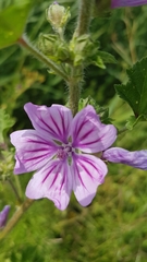Malva sylvestris