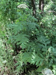 Tanacetum macrophyllum
