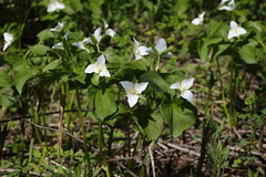 Trillium camschatcense