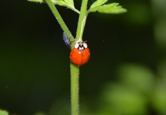 Harmonia axyridis
