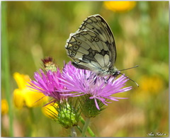 Melanargia lucasi