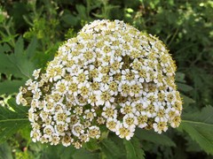 Tanacetum macrophyllum