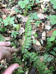 Athyrium otophorum, photograph author not stated, no rights reserved