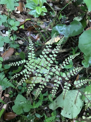 Image of Athyrium otophorum by no rights reserved