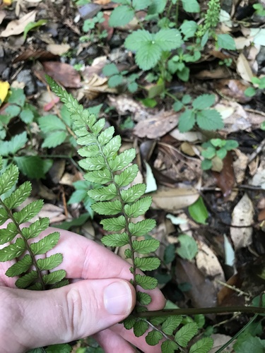 Image of Athyrium otophorum by no rights reserved