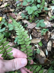 Athyrium otophorum, photograph author not stated, no rights reserved