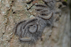 Thaumetopoea processionea