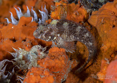 Crested Blenny photo 2