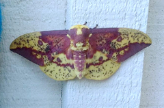 Eacles imperialis pini