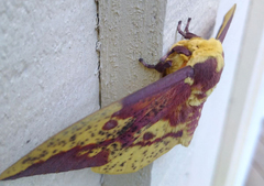 Eacles imperialis pini