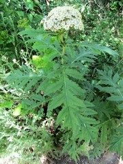 Tanacetum macrophyllum