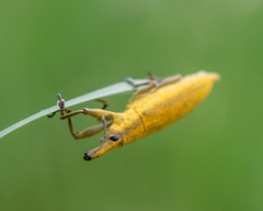 Lixus iridis