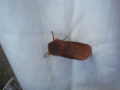 Phragmatobia