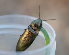 Elateridae