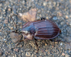 Phosphuga atrata