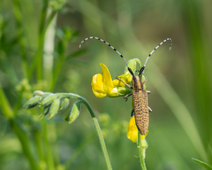 Agapanthia villosoviridescens